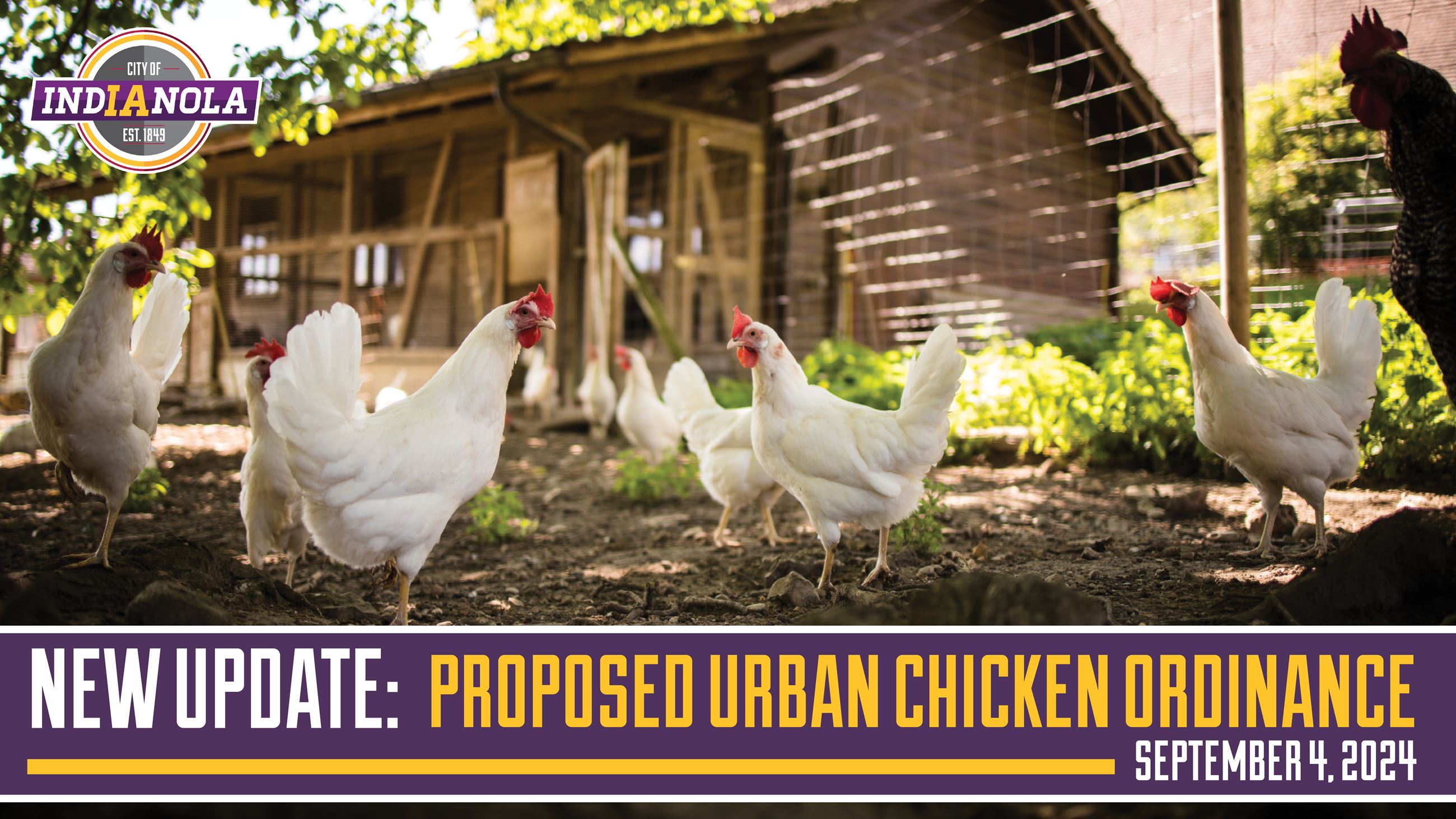 New Update for the Proposed Urban Chicken Ordinance in Indianola, Iowa on September 4, 2024