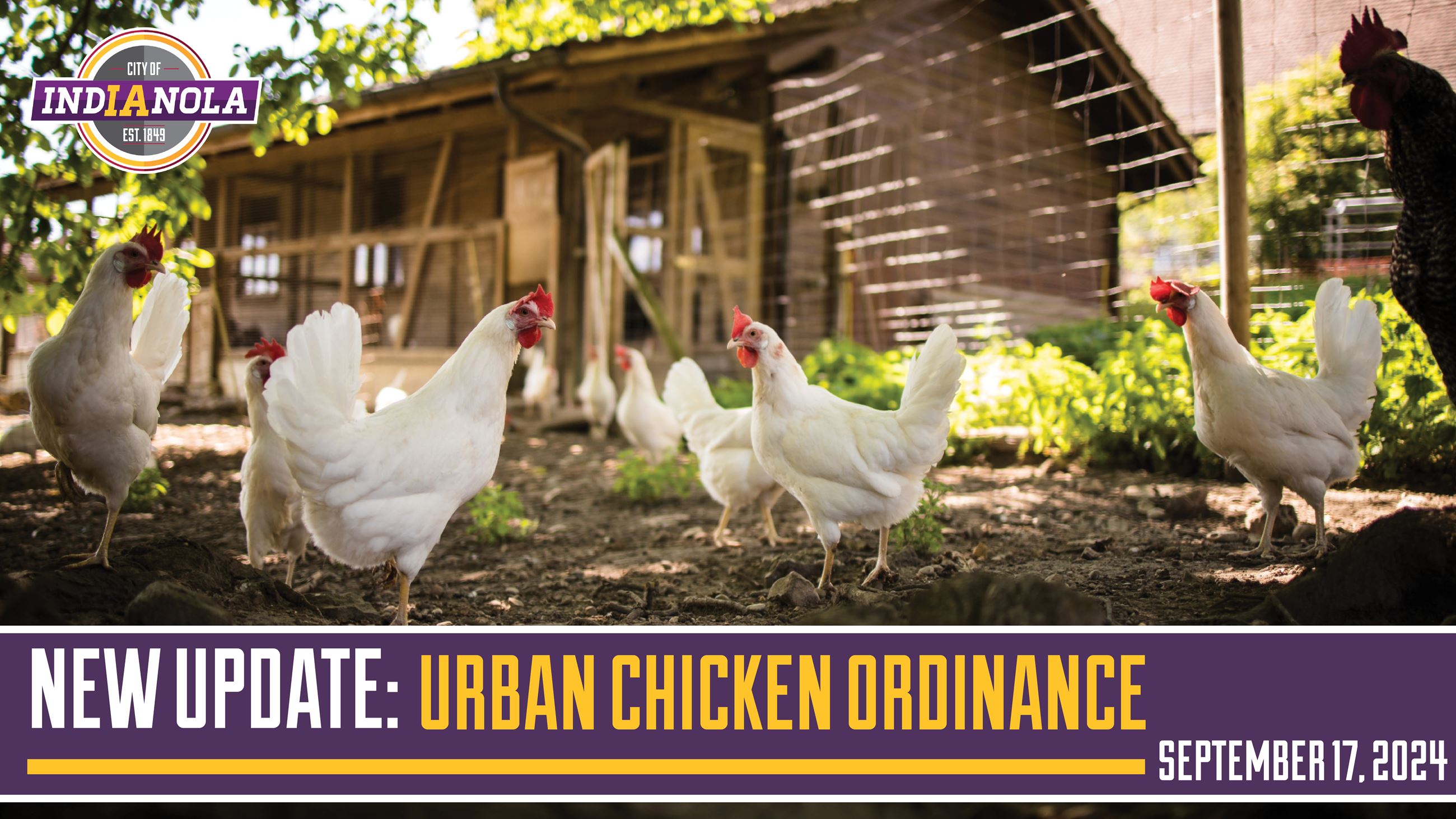 New Update for the Urban Chicken Ordinance in Indianola, Iowa on September 17, 2024