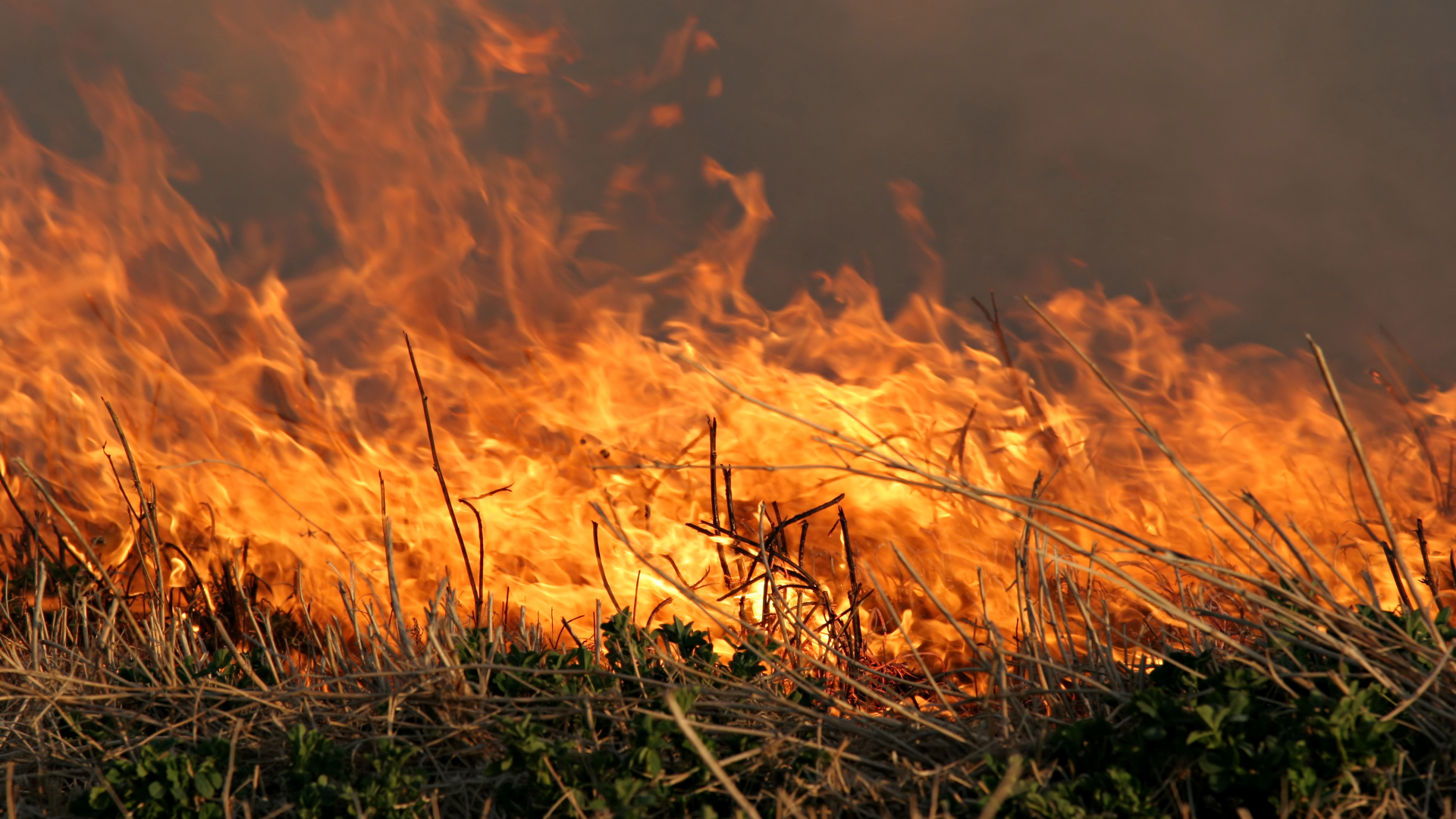 Bright orange flames engulf a grassy area.