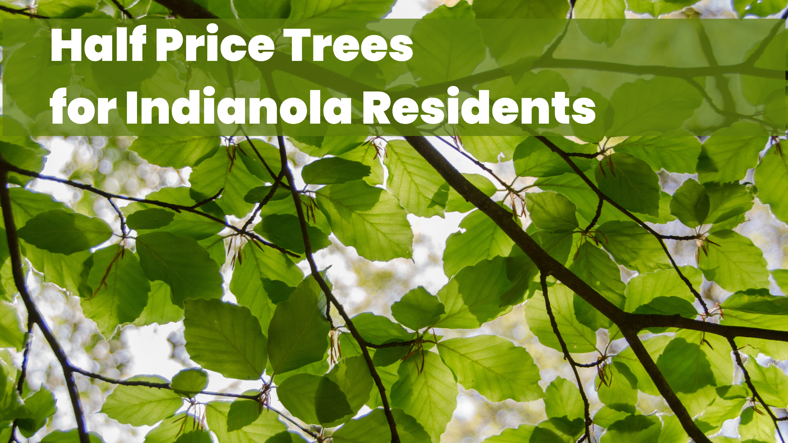 Leaves shimmer in the sunlight in this advertisement for half price trees for Indianola Residents