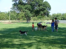 People walk dogs around open field in the dogpark