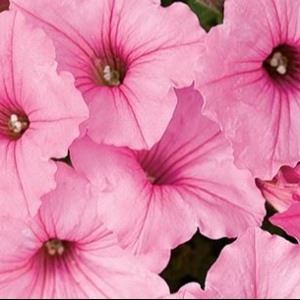 Supertunia Vista Bubblegum