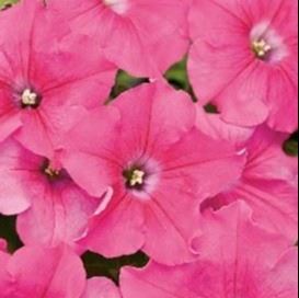 Supertunia Giant Pink