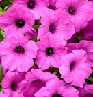 Supertunia Jazzberry