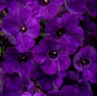 Supertunia Royal Velvet