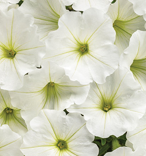 Supertunia Snowdrift