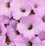 Supertunia Vista Cool Jazz