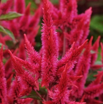 Celosia - Celway Red
