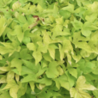 Ipomea - Bright Ideas Lime 