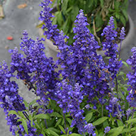 Salvia Cathedral Deep Blue 