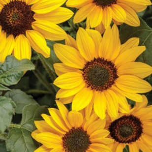 Sunflower - Suncredible Yellow 
