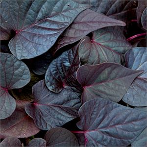 Impmoea - Sweet Georgia Purple Heart